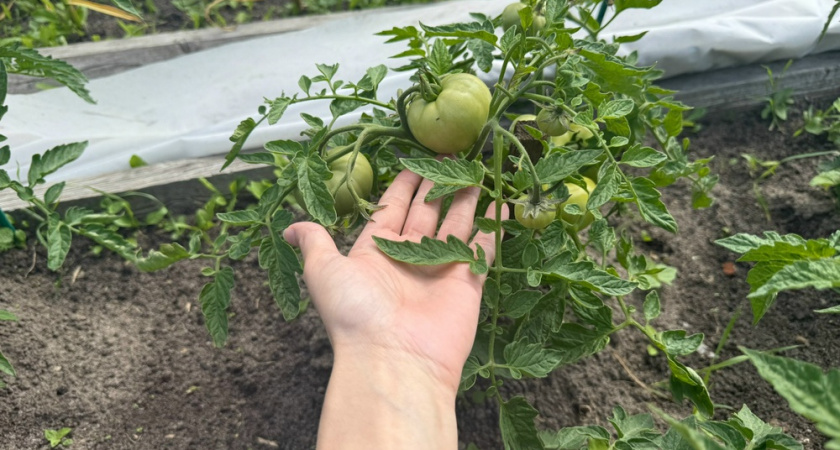 Самые сладкие помидоры — агроном назвала идеальный сорт, дачники сметают семена ради рекордного урожая