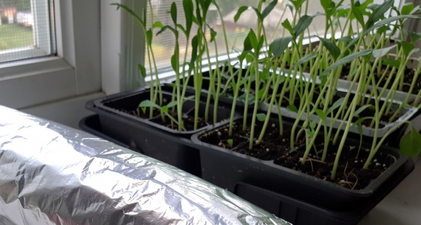 Секрет «жирной» рассады: мой способ вырастить крепкую рассаду без лишних хлопот — простой лайфхак с фольгой