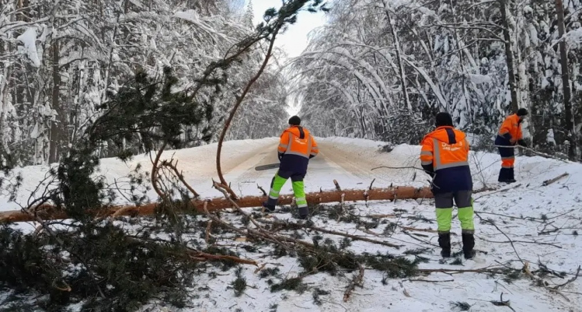 С начала года владимирские дорожники убрали с трасс более 760 поваленных деревьев