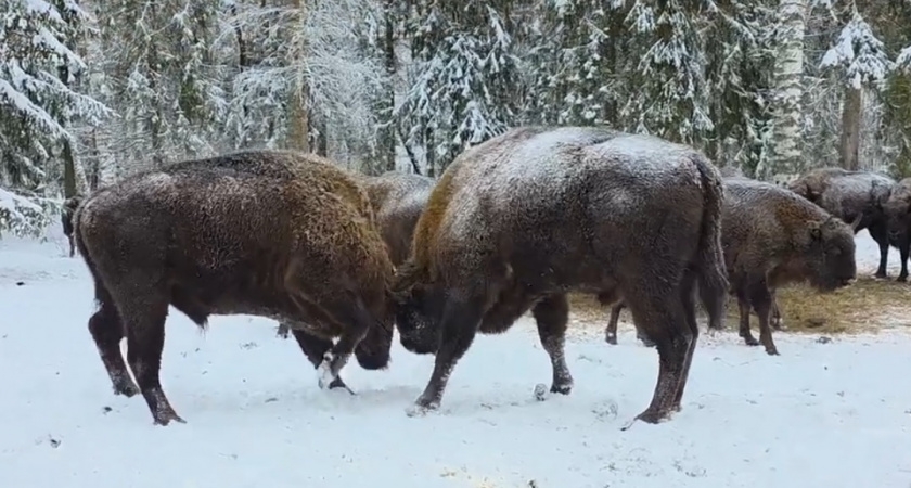 Клязьминско-Лухский заказник стал ареной турнира молодых зубров