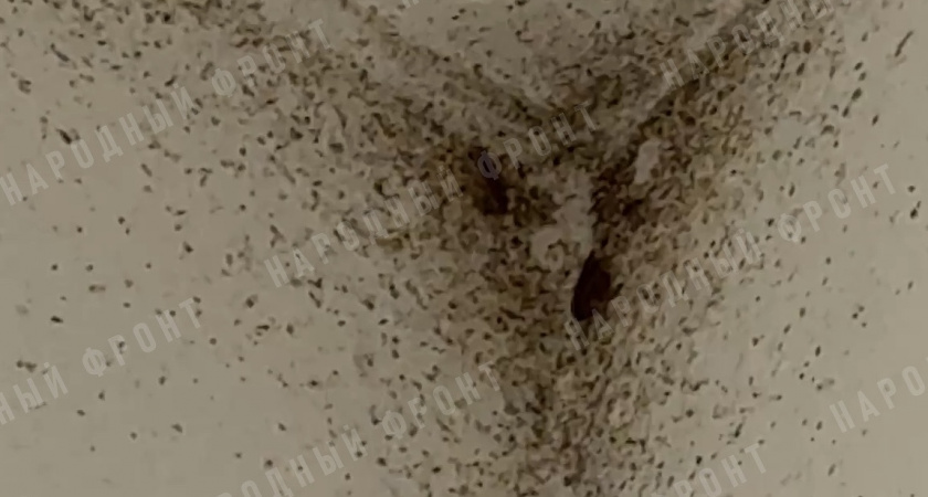 В школах Владимира нашли тараканов, грязную воду для питья и разбитый градусник