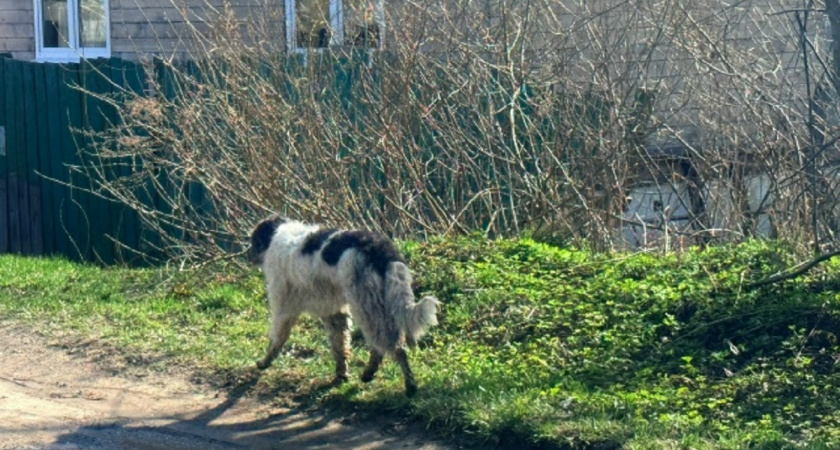 Покусанный собакой на выставке кольчугинец отсудил 35 000 рублей у организаторов 