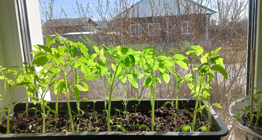 Рассада у меня всегда крепенькая и толстенькая: правила выращивания рассады — подкормка, пикировка и защита от вытягивания
