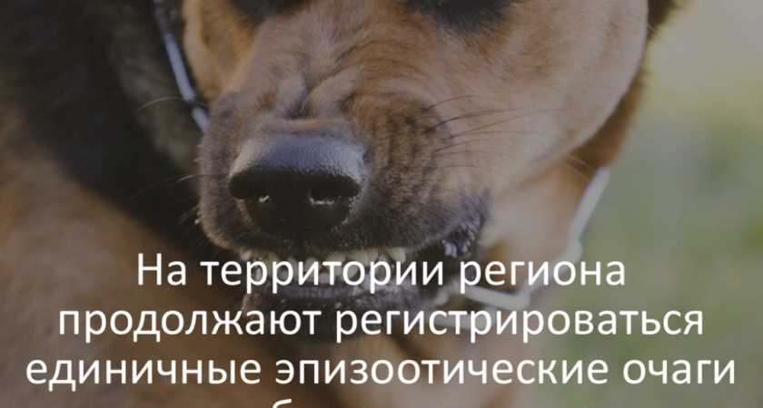 Во Владимирской области зафиксирован новый очаг бешенства