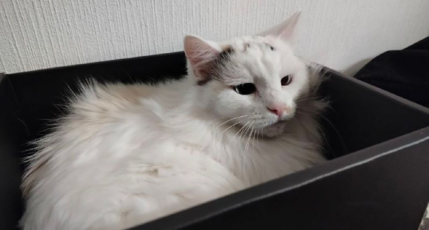 В Гороховце жители спасали котенка, застрявшего под капотом машины