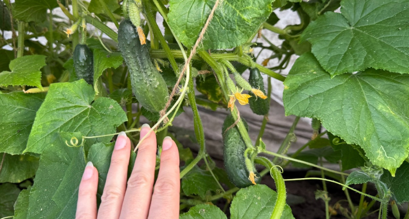 Какие огурцы посадить в 2026, чтобы не знать проблем: 4 гибрида огурца, которые не подведут — не болеют и плодоносят до заморозков