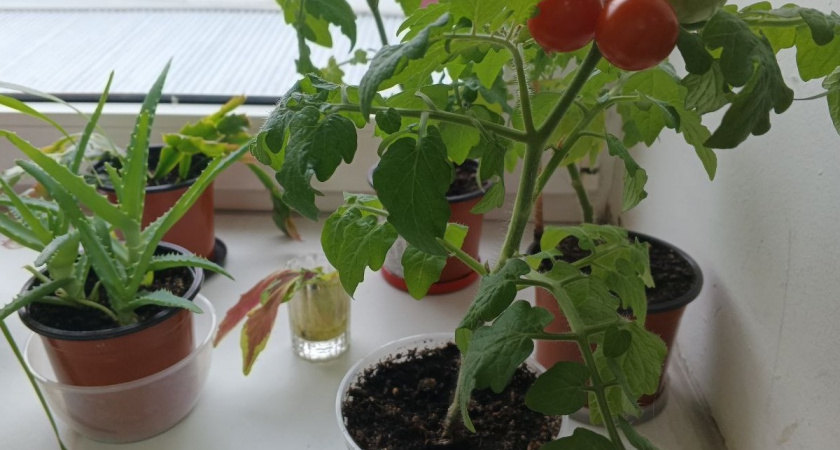 Чего нельзя добавлять в грунт помидорам: 3 компонента, которые только вредят рассаде — запомните, если не хотите остаться без урожая