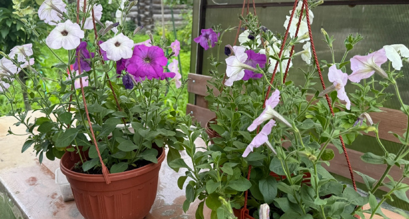 Делайте «три листа» — петуния будет цвести шаром: секрет формирования пышного куста — о нем молчат продавцы