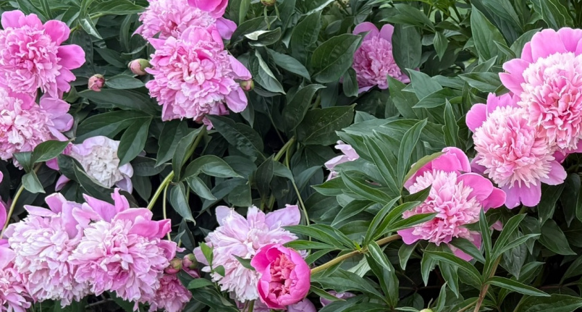 Королевский цветок в вашем саду: эти гигантские цветы превратят ваш участок в райский сад — даже на Севере цветет до 200 лет