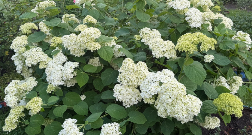 Только не рядом с ними: что посадить рядом с гортензией — хорошие и плохие соседи для идеальной клумбы