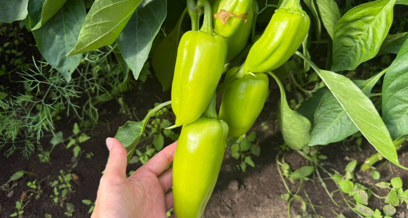 Лучшие сорта перца для любого огорода: 4 проверенных годами сорта — для тех, кто ценит вкус и урожай без лишних хлопот