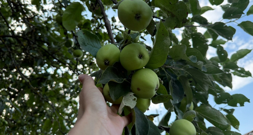 Подливаю под яблони в марте 2 ведра раствора: получаю в 3 раза больше яблок — когда и чем удобрять, чтобы яблоки были крупными и наливными