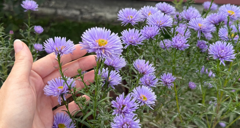 Роскошный сад за копейки: 10 неприхотливых многолетников для ленивых