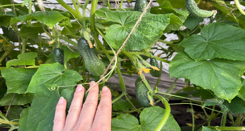 Не сорт, а настоящая находка: суперурожайный огурец для любых условий — плодоносит даже в тени и холоде