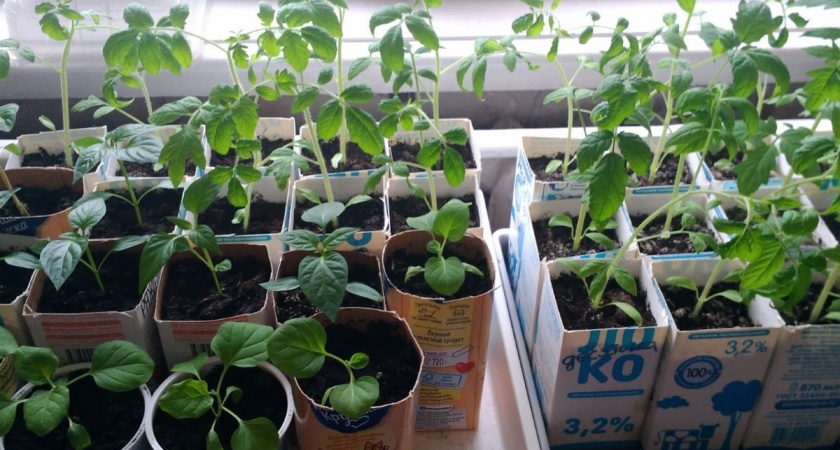 Лунный календарь посадки рассады на 2026 год: благоприятные дни для посева — запомните это, чтобы не остаться без урожая