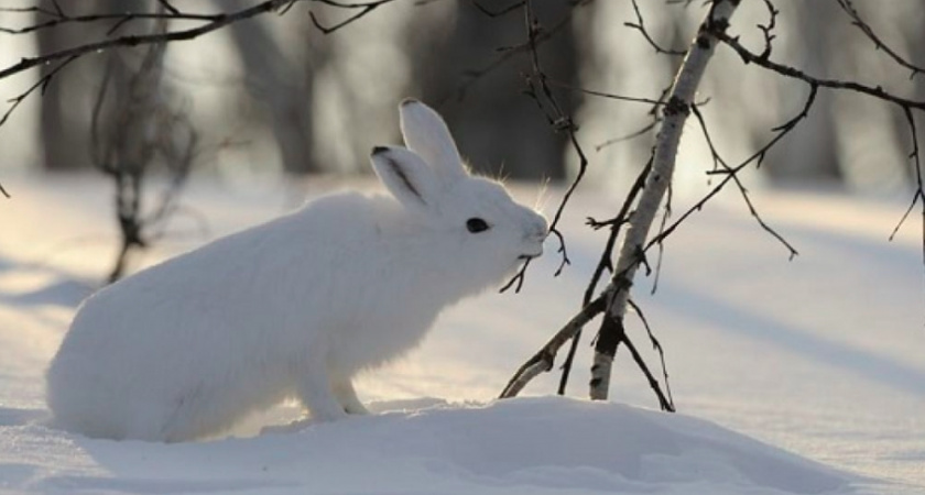 Владимирских охотников обязали отчитаться о добытом пушном зверье
