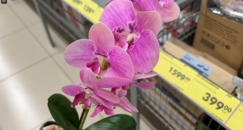 В Fix Price за весенним настроением: что рекомендую положить в корзину в начале марта, а что - обойти стороной