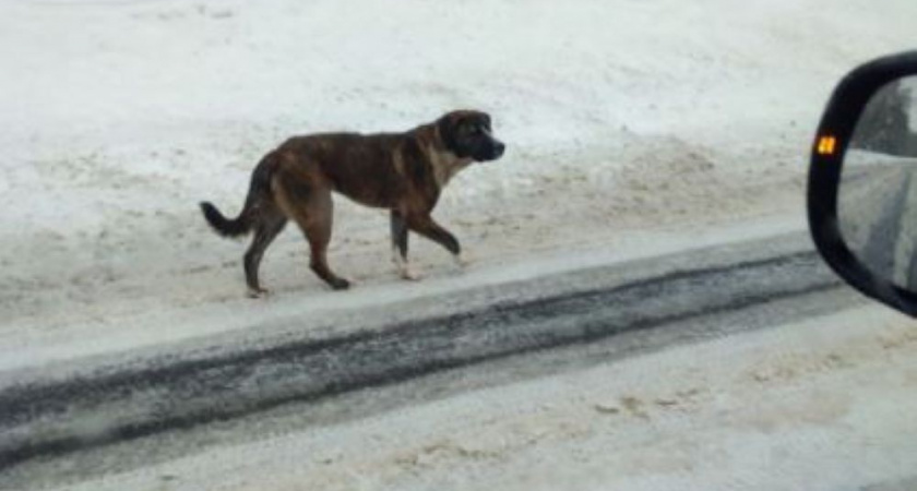 Жители Киржача обеспокоены судьбой собаки, которая живет в лесу