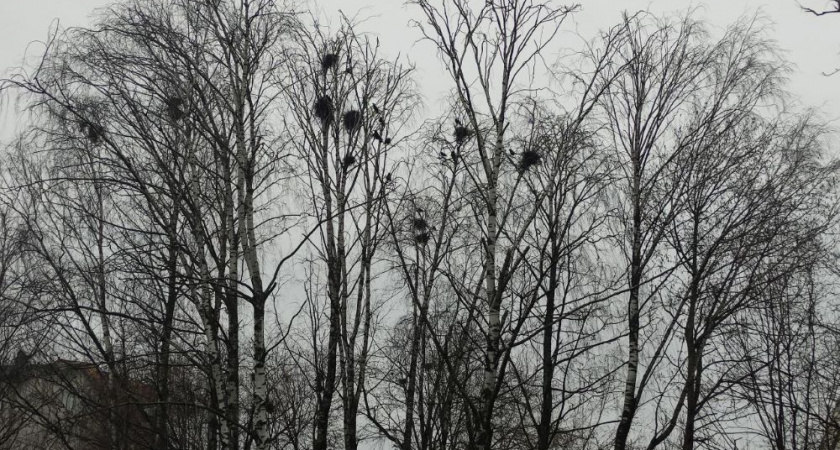 Синоптики Владимира составили прогноз на начало рабочей недели