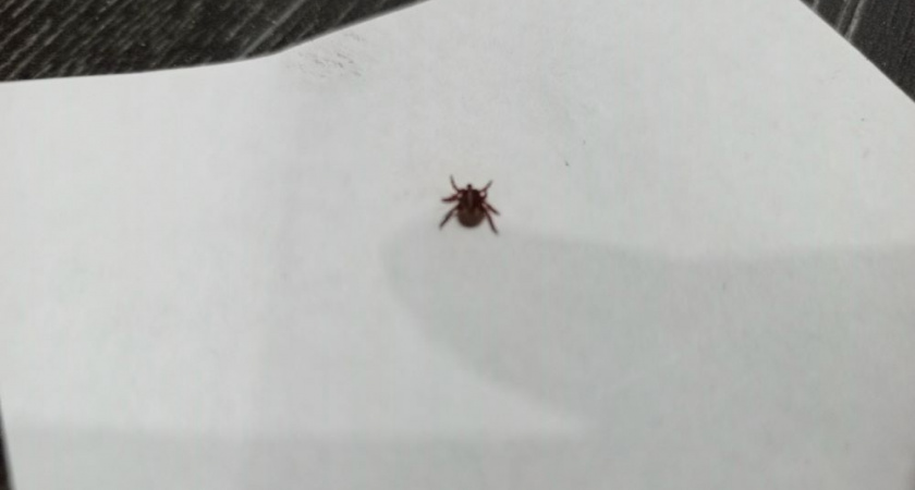 Владимирцев предупреждают о раннем пробуждении клещей