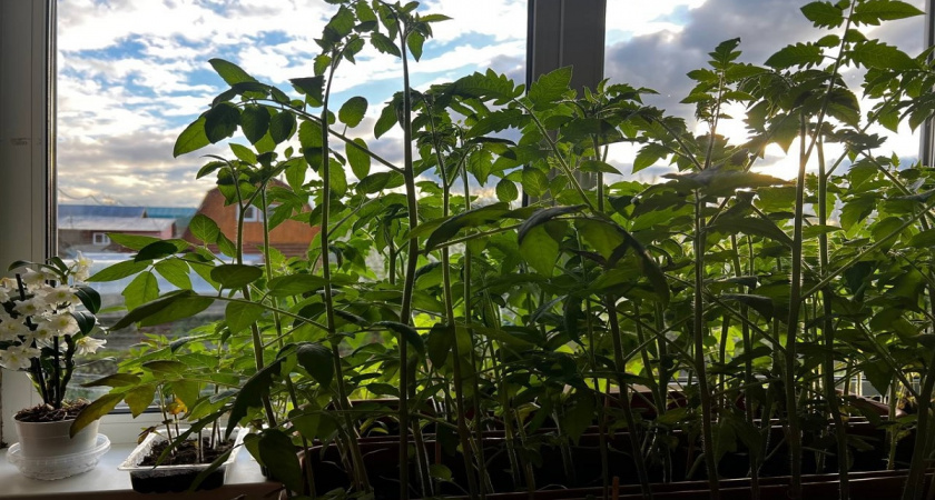 Лью это в томаты и перцы - и через пару дней получаем мощную и здоровую рассаду: лайфхак от опытного дачника