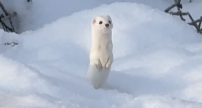 На передовой белая ласка вышла из леса к нашим бойцам за едой и теплом