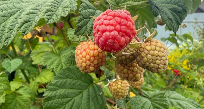 Весенняя подкормка малины: как получить огромный урожай без химии — это превратит бедную почву в чернозем