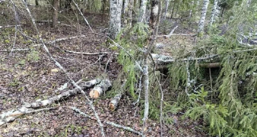 «Черному лесорубу» из Судогодского района присудили крупный штраф