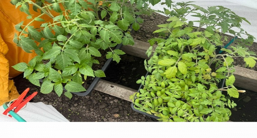 Помидоры, которые не болеют и отлично плодоносят: сажаю всего 13 кустов, а собираю 100 кг — и никакой химии