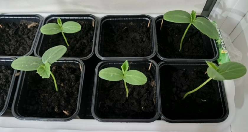 Проклюнулись огурцы: что делать дальше, чтобы рассада не вытягивалась и росла крепкой