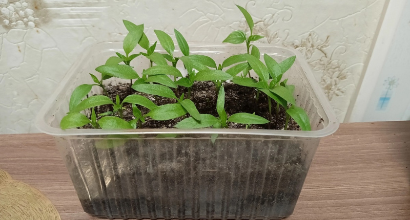 Семена перца взошли: что делать дальше, чтобы рассада росла крепкой и не вытягивалась