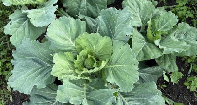 Идеальная капуста для пирожков: рецепт начинки, которую можно заморозить впрок