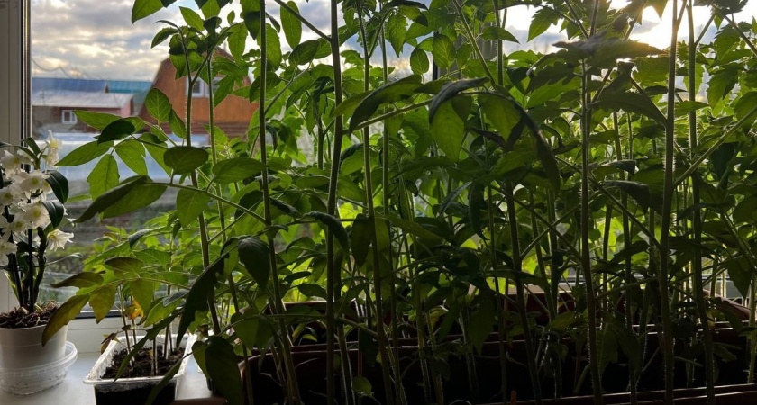 Выращиваю рассаду томатов только так уже 10 лет: перестала покупать саженцы на рынке — теперь всегда с урожаем