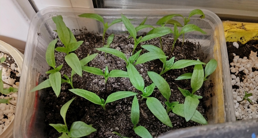 Рассада перестала болеть: вот что я добавляю в грунт, чтобы корни росли как бешеные — 12 дней и удивитесь результату