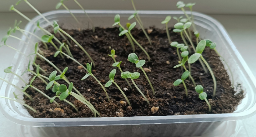 Почему рассада не сбрасывает «шапочку»: делюсь способом, который спасает ростки — срочно сделайте это, чтобы не остаться с пустыми грядками