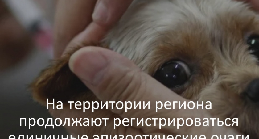 В Собинском муниципальном округе подтвердился второй за месяц случай бешенства 