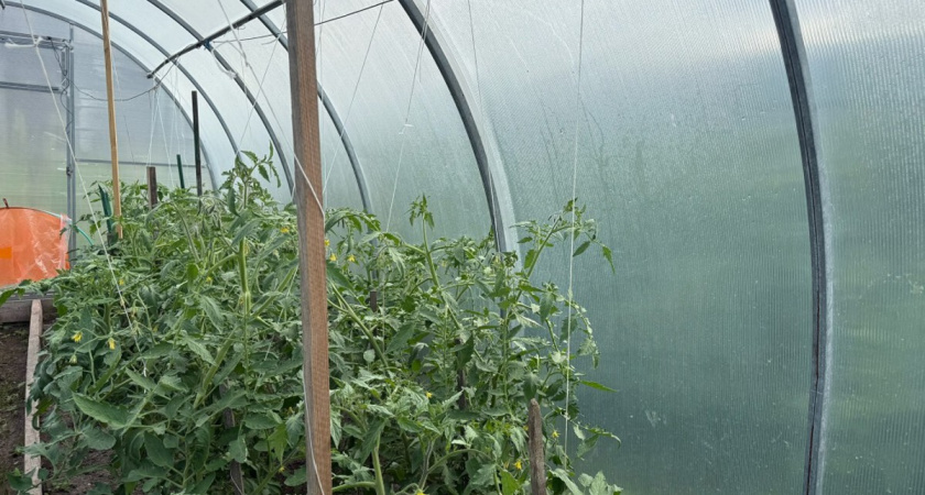 Сажаем в марте - и наслаждаемся свежей зеленью уже в апреле: какие растения идеальны для ранней посадки