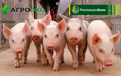 При поддержке Россельхозбанка запущен новый свинокомплекс в Воронежской области