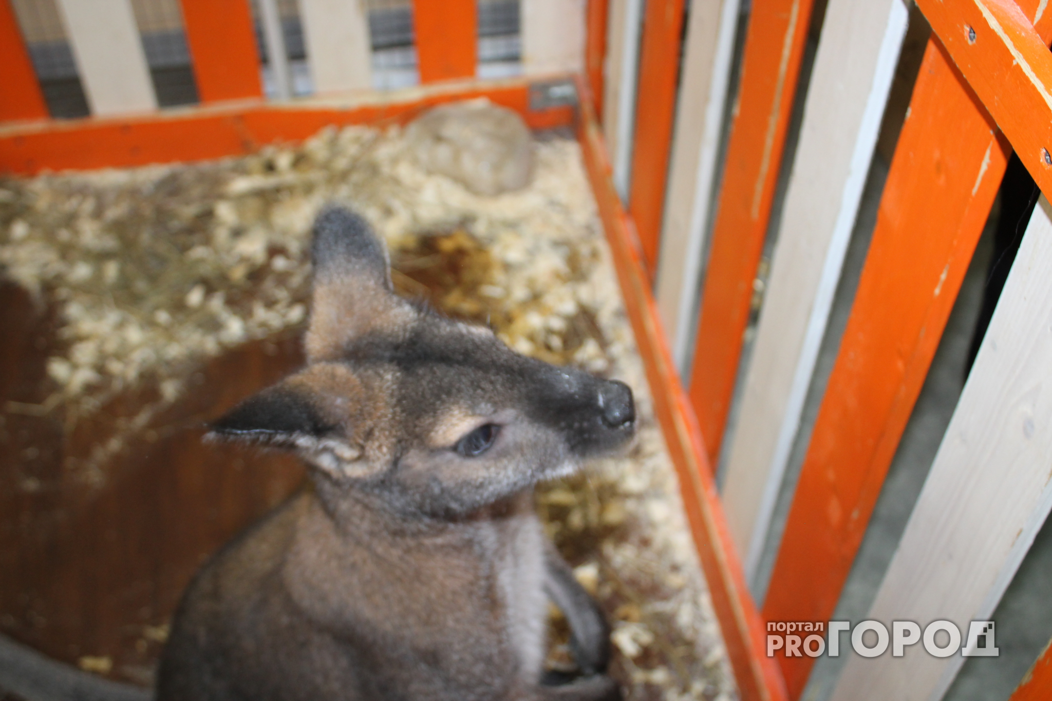 Владимирцы переживают за жизнь и здоровье кенгуру, проживающего в местном зоопарке