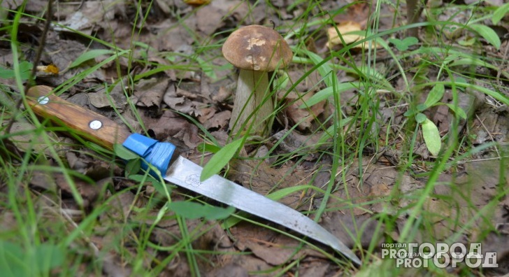 Жительница Польши случайно зарезала себя при сборе грибов