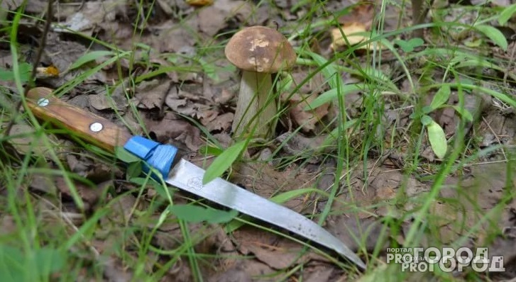 В лесу под Муромом нашли тела матери и дочери, отправившихся за грибами