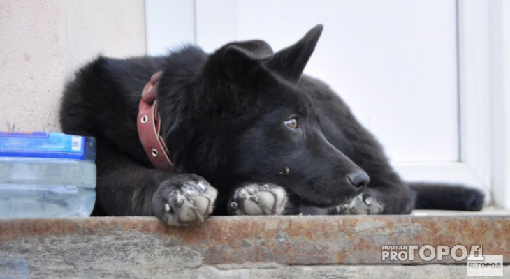 В России могут ввести платную регистрацию домашних животных