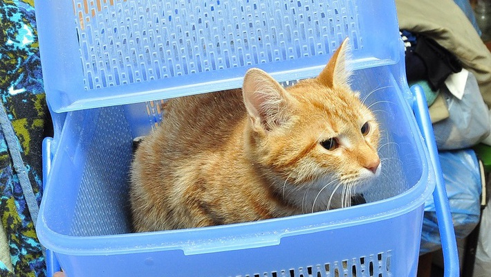 В Сети требуют реальный срок для жителя Коми, постиравшего кота в машинке