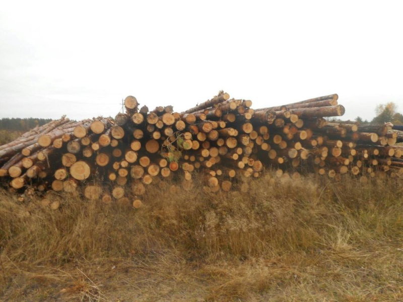 Во Владимирской области нарубили сосенок на 17 млн рублей