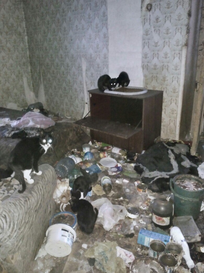 В Камешково хозяйка 30 кошек умерла и оставила животных погибать в запертой квартире