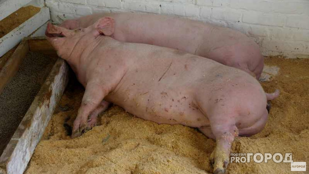 Во Владимирской области вновь вспыхнула африканская чума свиней