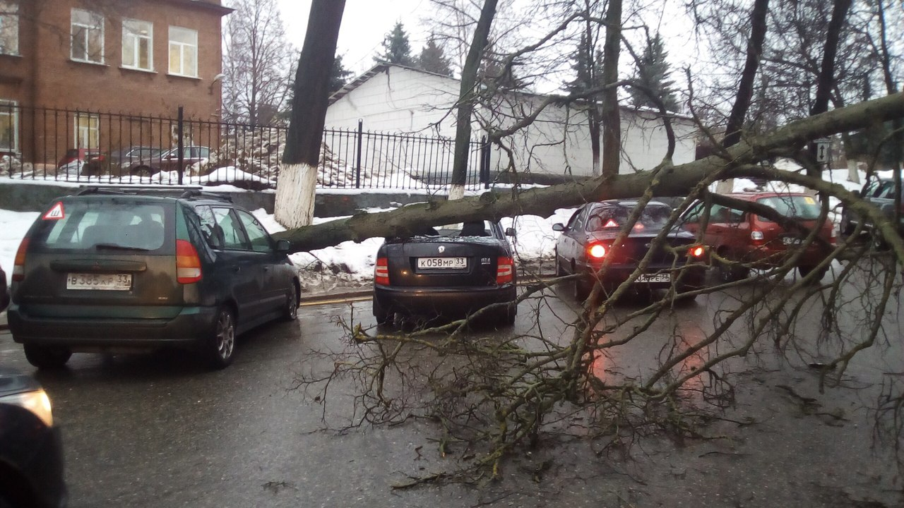 Во Владимире упавшее дерево разбило припаркованные у поликлиники авто