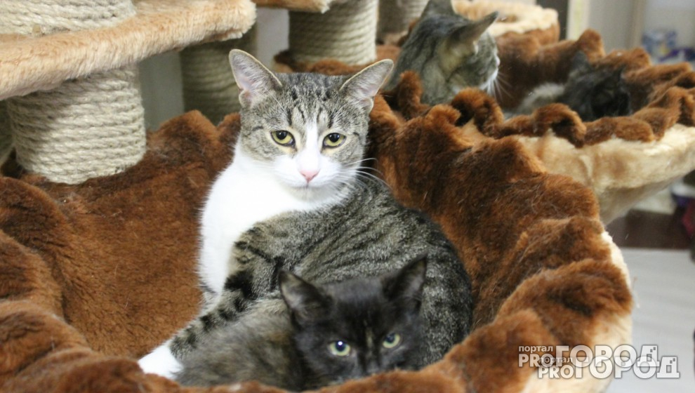 Другие новости: Девушка взяла на руки бездомного котенка, и теперь за ее жизнь борются врачи