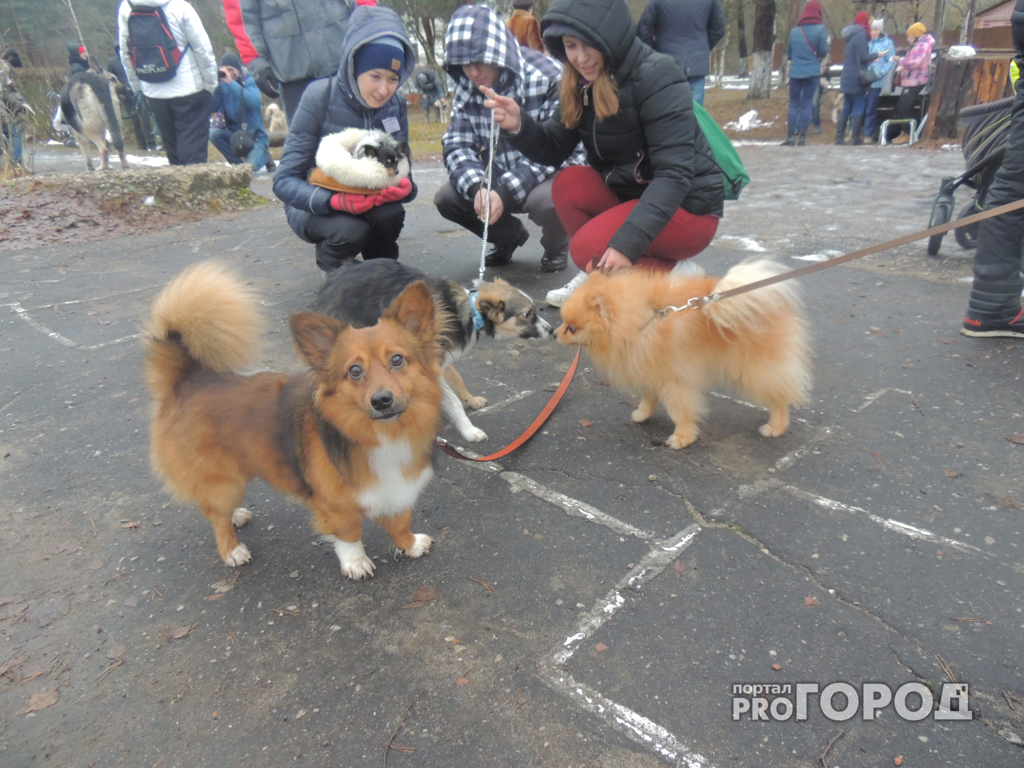 Стало известно, какие породы собак пользуются популярностью у владимирцев