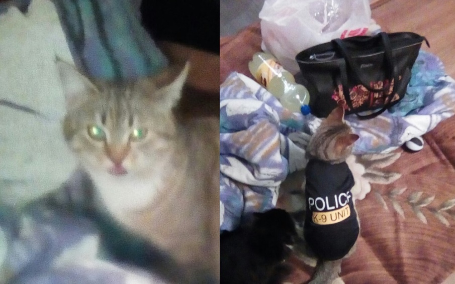"Криминальные новости": под Владимиром ограбили кота-полицейского